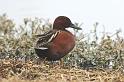 Cinnamon Teal 011709 043